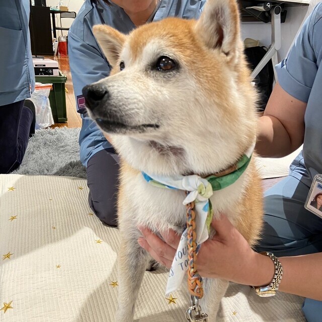 坂上さん、ワタデキのスタッフ、動物病院の先生やスタッフ、そして預かりさんの努力で、ふうちゃんは回復していった。写真提供:ワタシニデキルコト