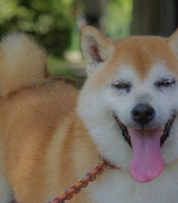 里親さんのもとで”笑顔”を見せる保護犬「ふうちゃん」。写真提供:ワタシニデキルコト