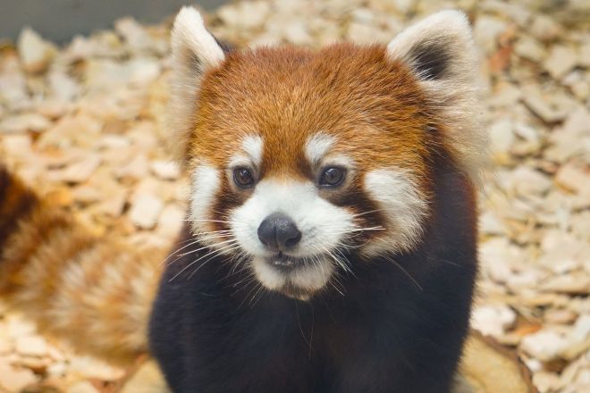 東山動植物園で飼育されているレッサーパンダの「ずん」＝東山動植物園提供