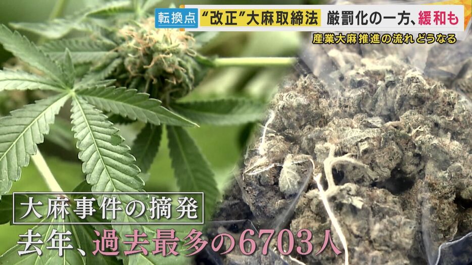 大麻事件の摘発 過去最多の6703人（去年）