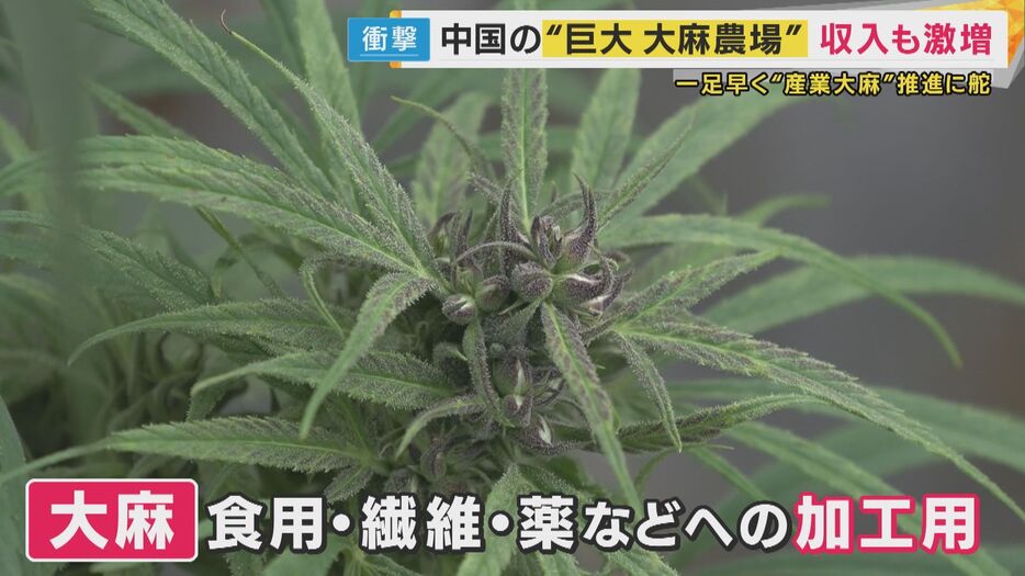 大麻