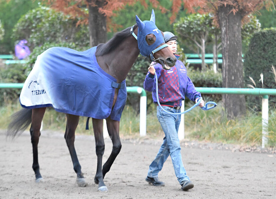 ブラウンラチェットは５枠１０番から無傷の３連勝を狙う