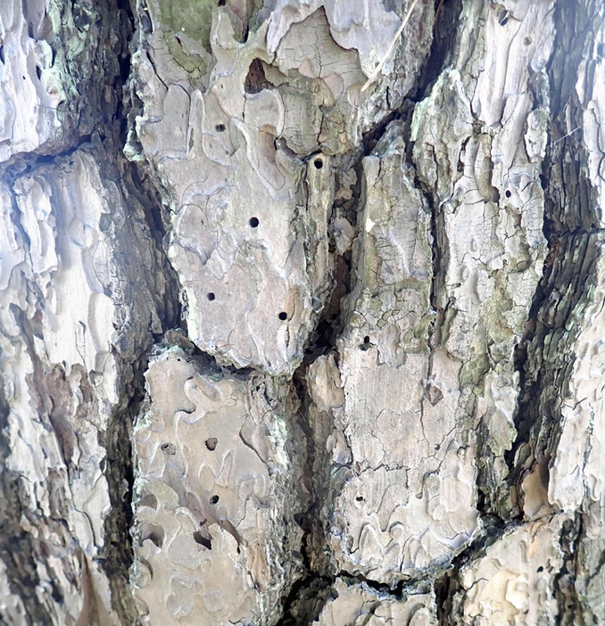 松くい虫による被害を受けたマツ。カミキリムシによる穴が無数に開く（南相馬市提供）