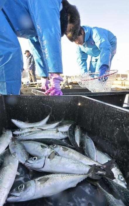 初出荷を迎えた「常陸乃国まさば」=20日朝、ひたちなか市和田町の那珂湊漁港