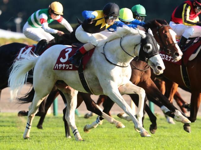 アルゼンチン共和国杯を制したハヤヤッコ(今年11月撮影、ユーザー提供：淳。さん)