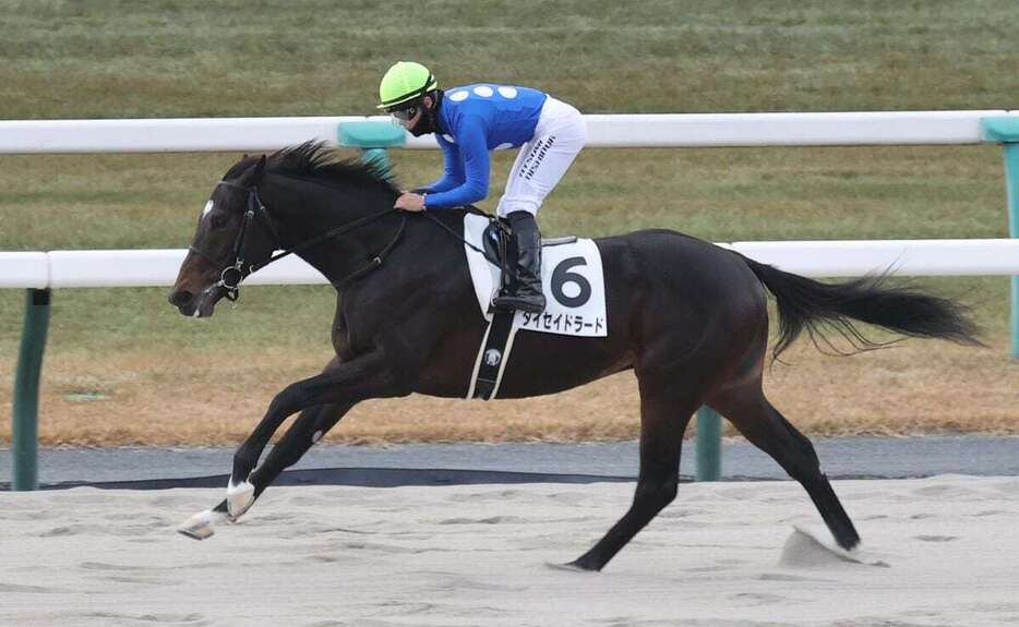 2着に1秒9差をつけてデビュー戦を勝利で飾ったタイセイドラード＝22日、京都競馬場（撮影・安部光翁）