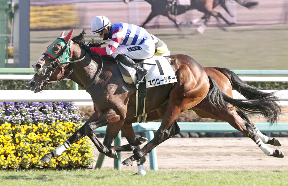 ミッキースワロー産駒のスワローシチー（手前）が７戦目で初勝利（カメラ・荒牧　徹）