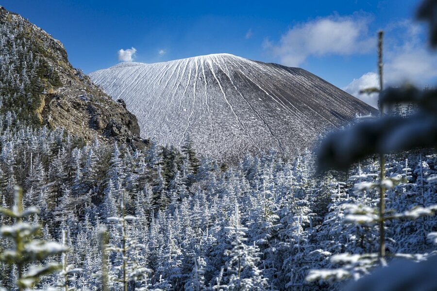 雪化粧した森の向こう、白く粉砂糖を振りかけられたような浅間山が姿を見せました。澄んだ青空とのコントラストにうっとり（2024年12月上旬。撮影：杉村航）