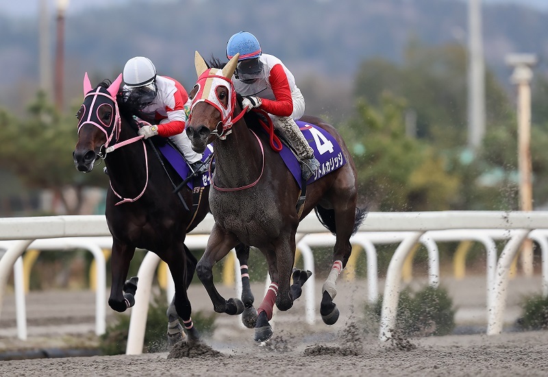 2023金杯・リトルカリッジと菅原辰徳騎手 (C)岩手県競馬組合