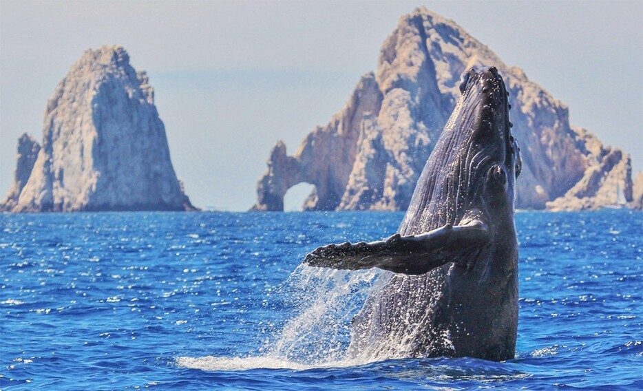 ▲ 周辺ではクジラがジャンプする姿を目撃できることも