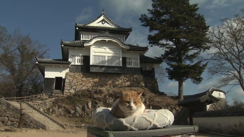 （写真：TSCテレビせとうち）