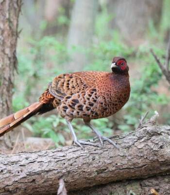 山鳥〔PHOTO〕iStock