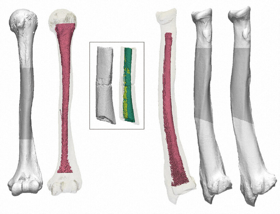 現代日本人の上腕骨（左）、「牛川人骨」の上腕骨（囲み枠内）、クマの前腕骨（右の3点）の比較画像＝東京大学総合研究博物館人類先史部門提供