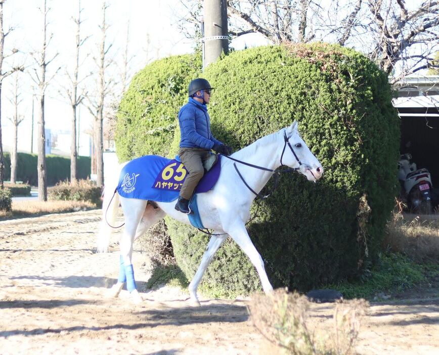 元気いっぱいに坂路を駆け上がったハヤヤッコ＝21日、美浦トレセン（撮影・吉田桜至郎）