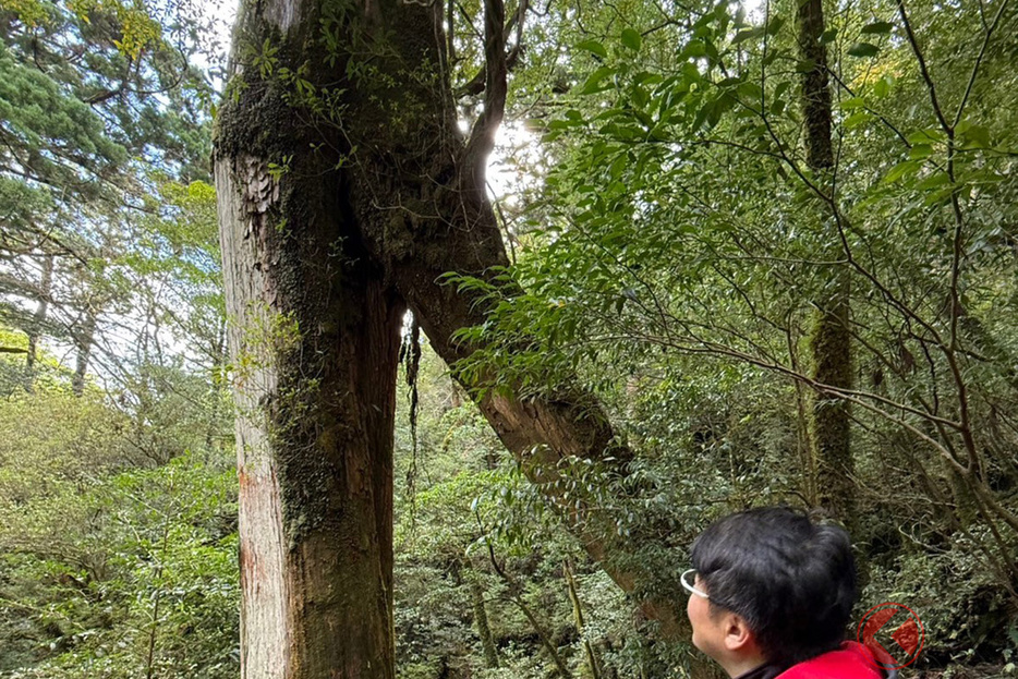 屋久島の杉を学ぶ