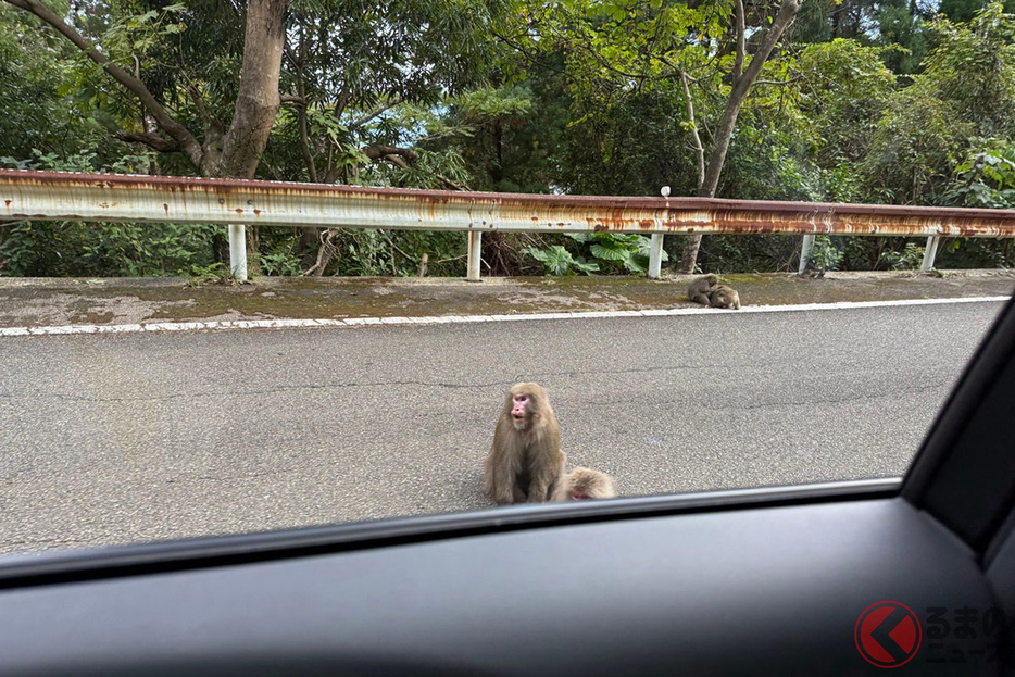 野生のヤクシマサル、ヤクシカの生活区域で走行中に何度も出会う