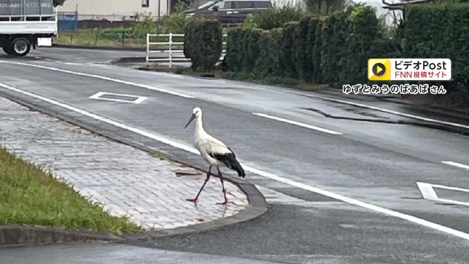 【画像】電柱の巣で生まれたコウノトリのひなと親鳥