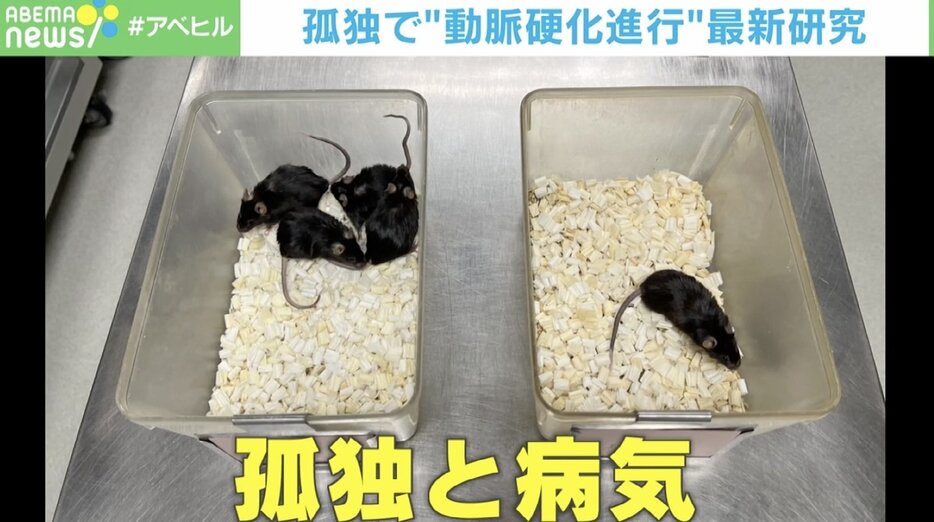 マウスで明らかになった「病気と孤独」の関係