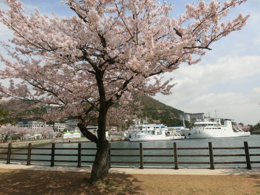 『組み立て式家族～僕らの恋の在処』のロケ地・鎮海では桜の開花時期に合わせて鎮海軍港祭りが開催される