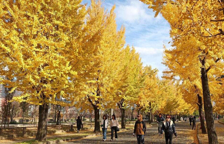 黄色く色づいた大阪城公園のイチョウ＝大阪市中央区（彦野公太朗撮影）