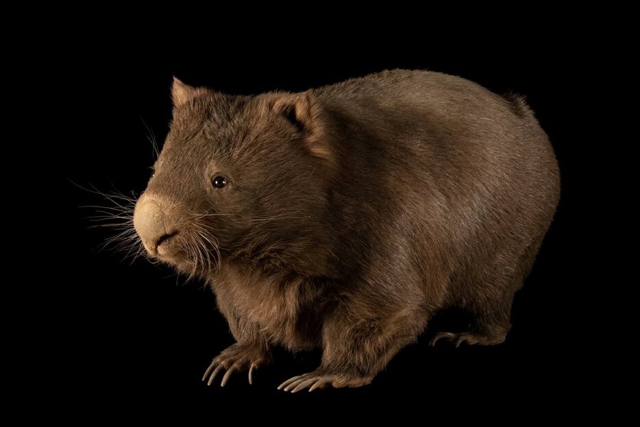 ヒメウォンバット（Vombatus ursinus）。2021年2月4日、米国のトレド動物園で撮影。（PHOTOGRAPH BY JOEL SARTORE, NATIONAL GEOGRAPHIC PHOTO ARK）