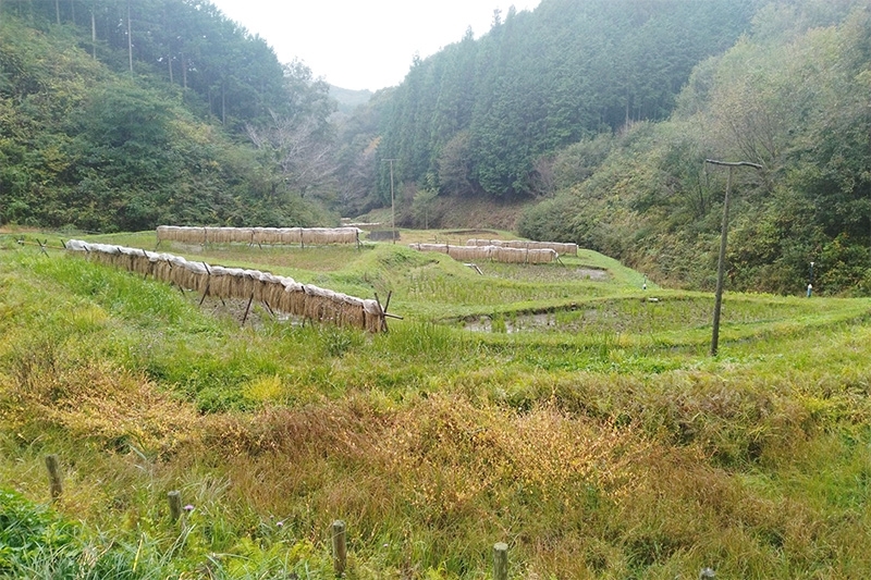 山道を下るとあらわれる棚田。休耕田を復活させた