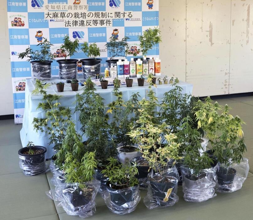 饒辺浩二容疑者の自宅から押収された大麻草＝12日午後、愛知県警江南署