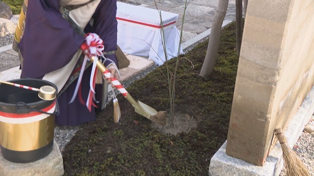 浄願寺に植樹された椋の木