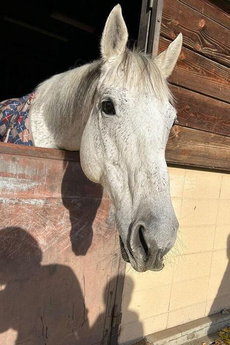 JRAで活躍した、元競走馬のアレンデール号【写真提供：成蹊大学体育会馬術部（@seikeiuma）】