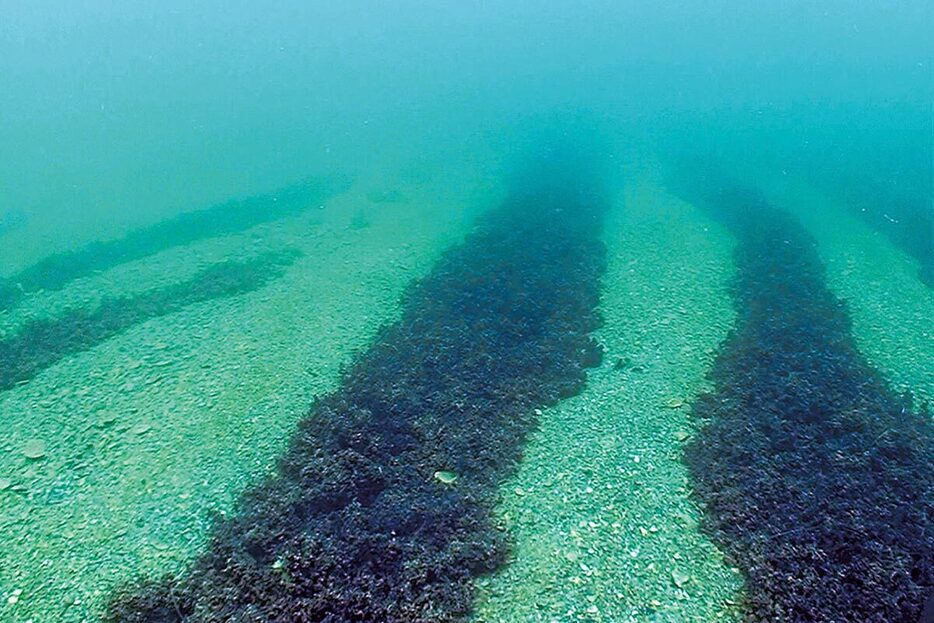 クリミア沿岸に群生する海藻　ALEXANDER KURAKIN/INSTITUTE OF MARINE BIOLOGY OF THE NAS OF UKRAINE