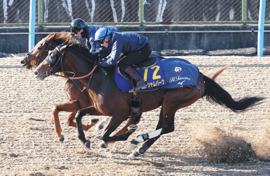 マーカンド騎手を背にウッドチップコースでサンダーアラートと併せて追われるローシャムパーク（手前）