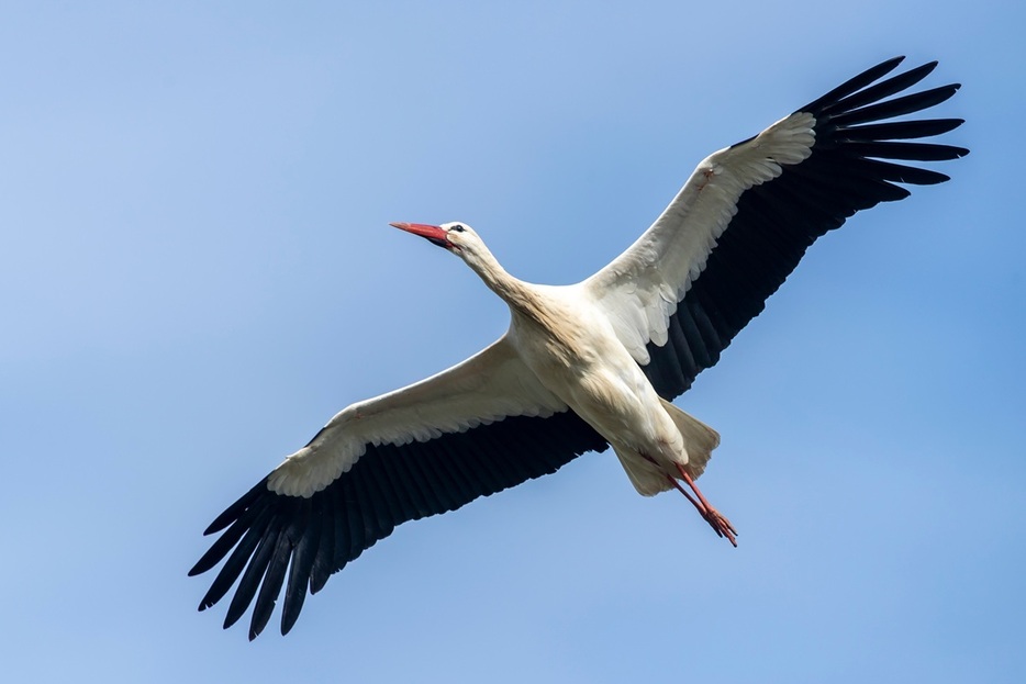 コウノトリ（Ronald Wittek / Shutterstock）