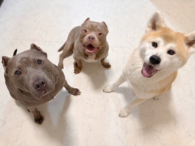 かわいい表情で飼い主さんを見つめる愛犬たち