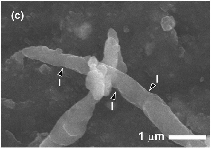 サンプルの表面に見つかった、バシラス属のものとみられる細菌の細胞の電子顕微鏡写真。（Credit: Matthew J. Genge, et al.）