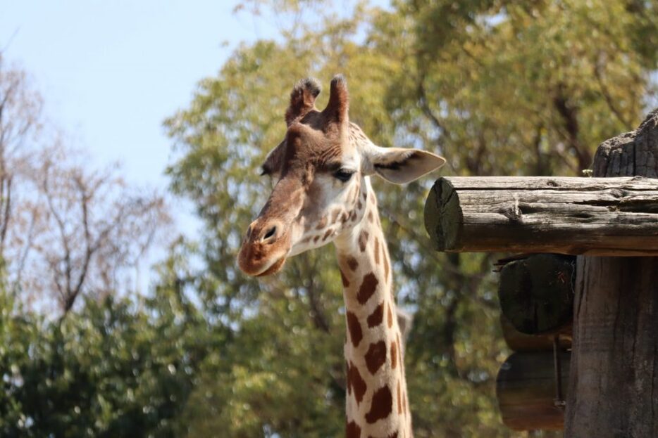 2025年1月1日、12歳の誕生日を迎えるキリン「ハルカス」（天王寺動物園提供）