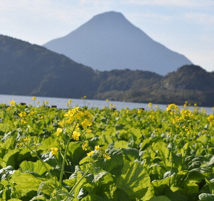 開聞岳を背に、咲き始めた菜の花＝鹿児島県指宿市池田で2024年12月20日午前10時37分、梅山崇撮影