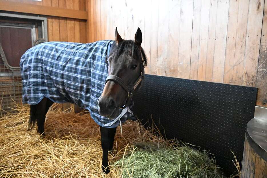 馬房でくつろぐパンサラッサ＝22日、北海道新ひだか町・アロースタッド