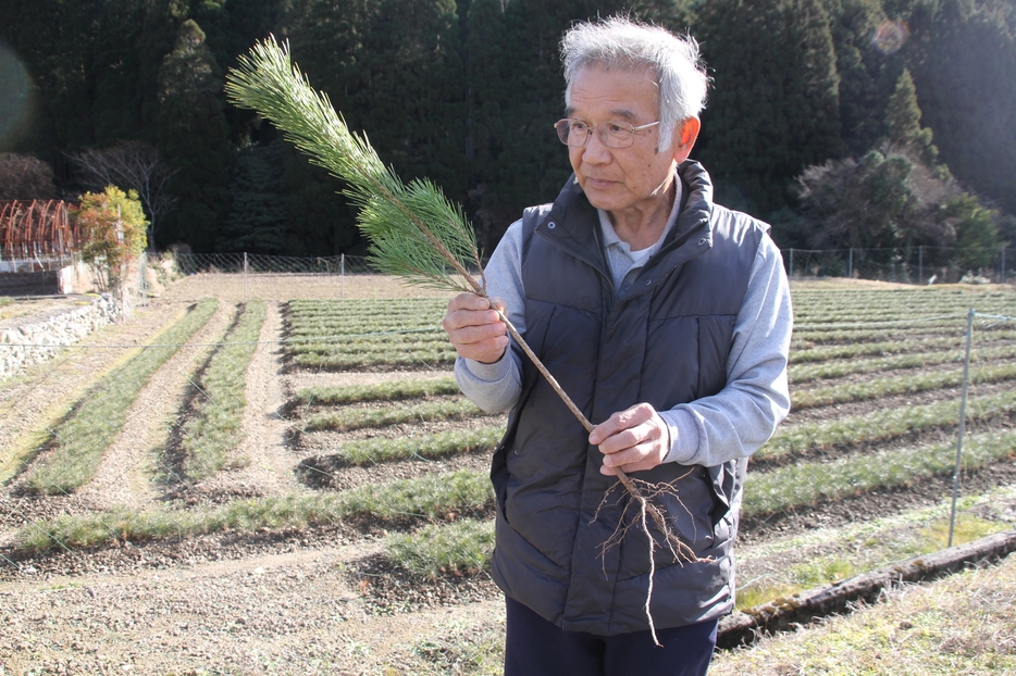 都市部に出荷する根付き松を手にする若松栽培歴半世紀超の山本賢司さん。今年まで「門松カード」を使っていた。「配らないなら丹波市内は正月に根付き松を飾るのはどう？使ってもらえたらうれしい」と話す＝兵庫県丹波市山南町坂尻で