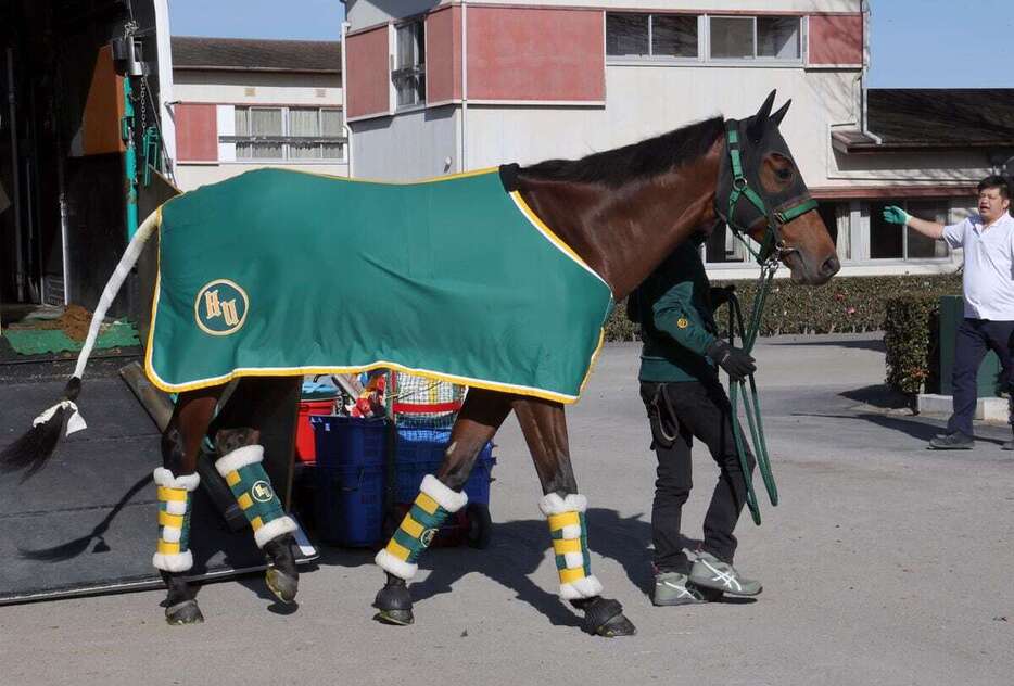 中山競馬場に到着したベラジオオペラ（撮影・塩浦孝明）