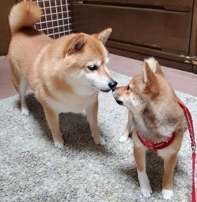 （写真左から）なつちゃん、ここちゃん