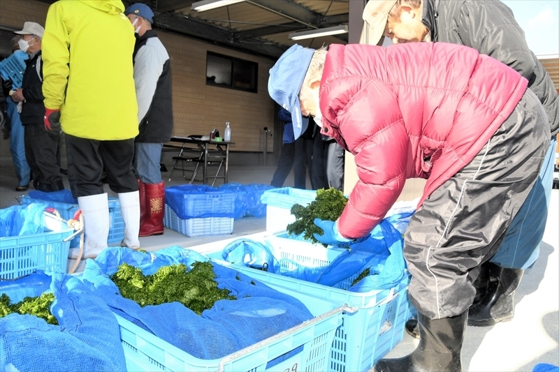 今季初めて水揚げされた松川浦産のアオサ