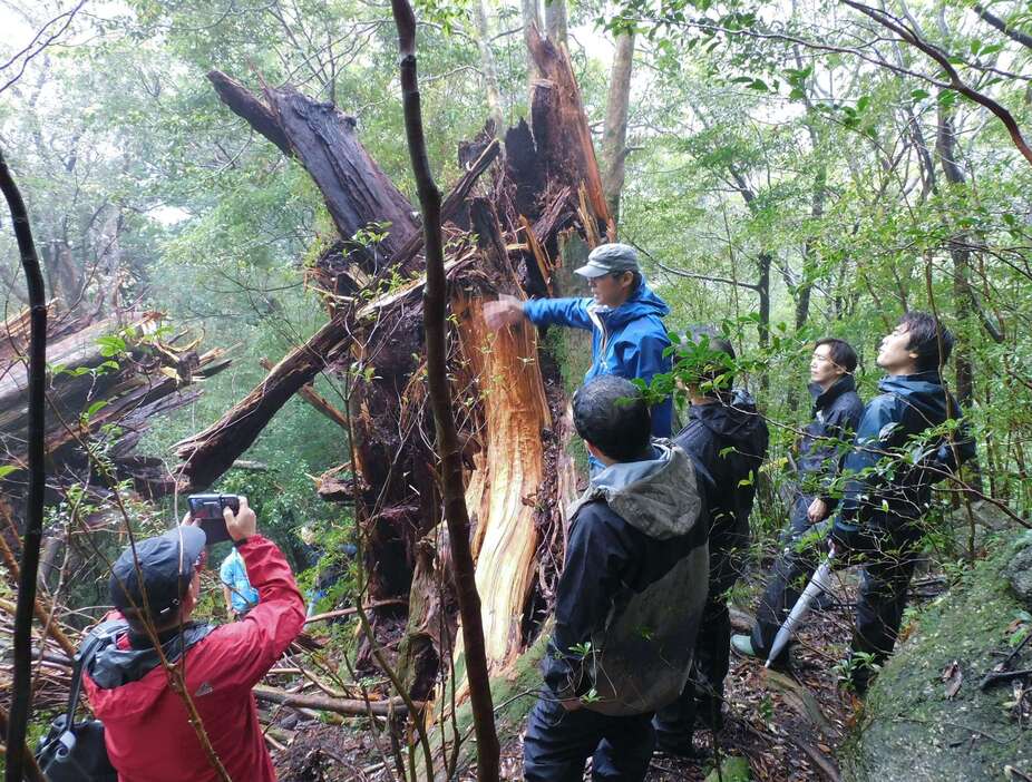 弥生杉の被害状況を確認する関係者＝１０月２９日、屋久島町（屋久島森林管理署提供）