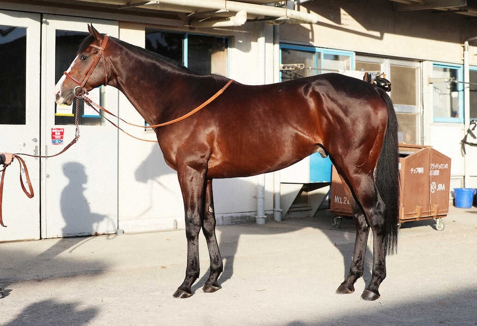 ＜有馬記念・馬体診断＞ダノンベルーガ