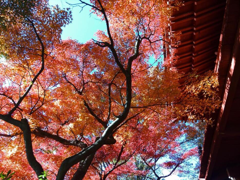 本土寺の紅葉（11月30日撮影）