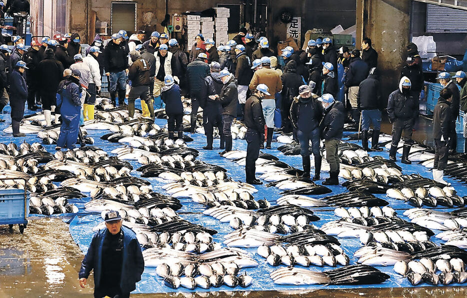 今季の累計が５万本を突破した寒ブリ＝２８日午前７時５分、氷見魚市場