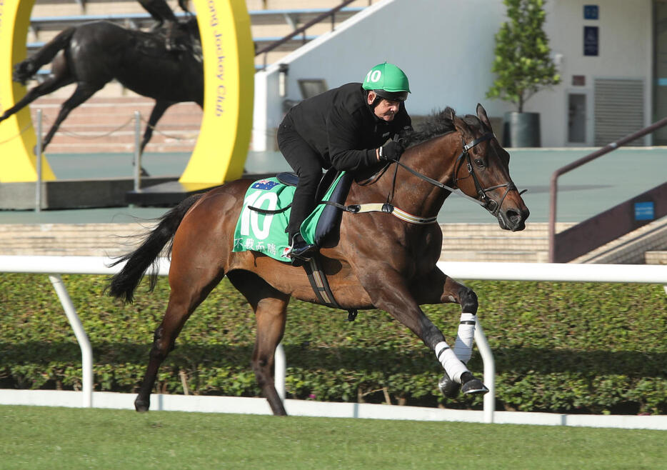 3日朝、芝で追い切るウィズアウトアファイト（（C）The Hong Kong Jockey Club）