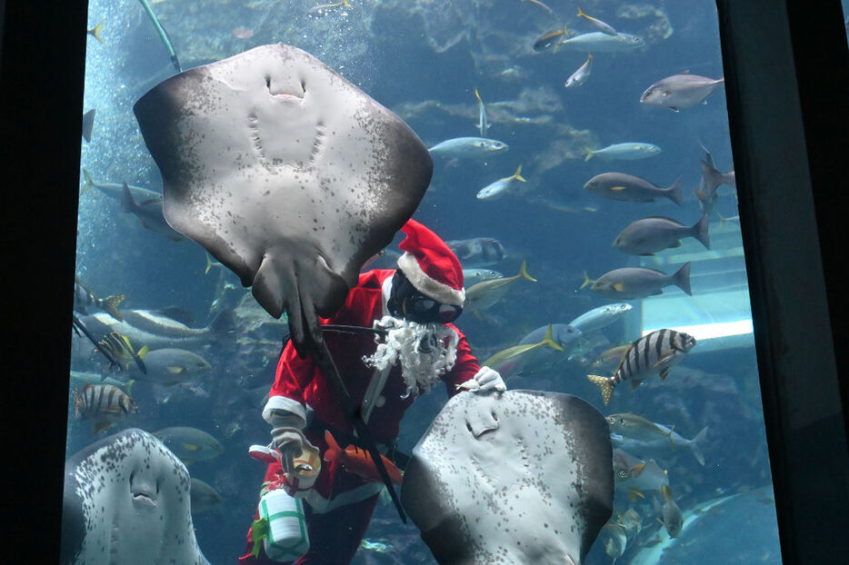 サンタクロース姿のダイバーが登場するショー＝下田市の下田海中水族館