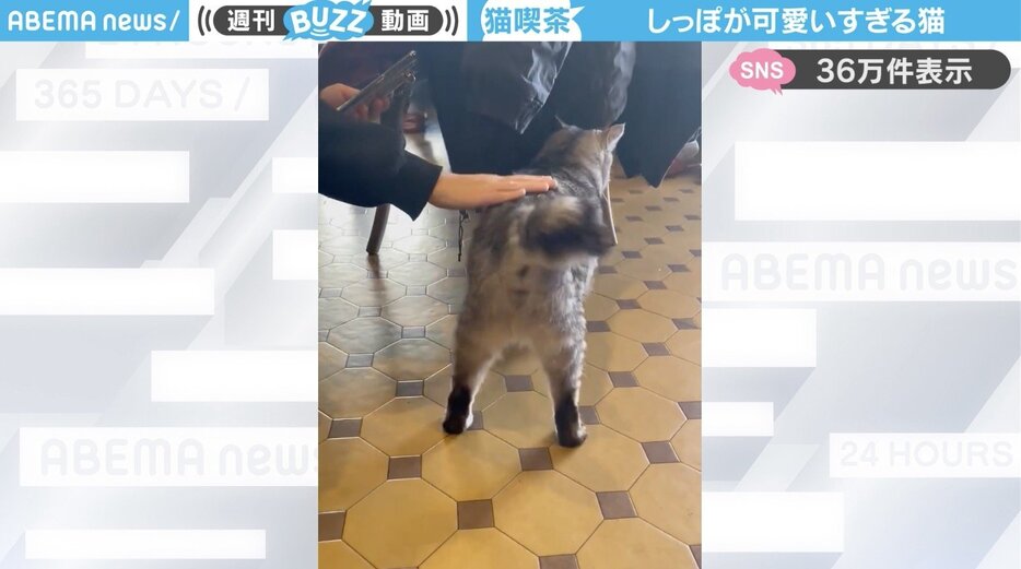 猫の「タイガーくん」