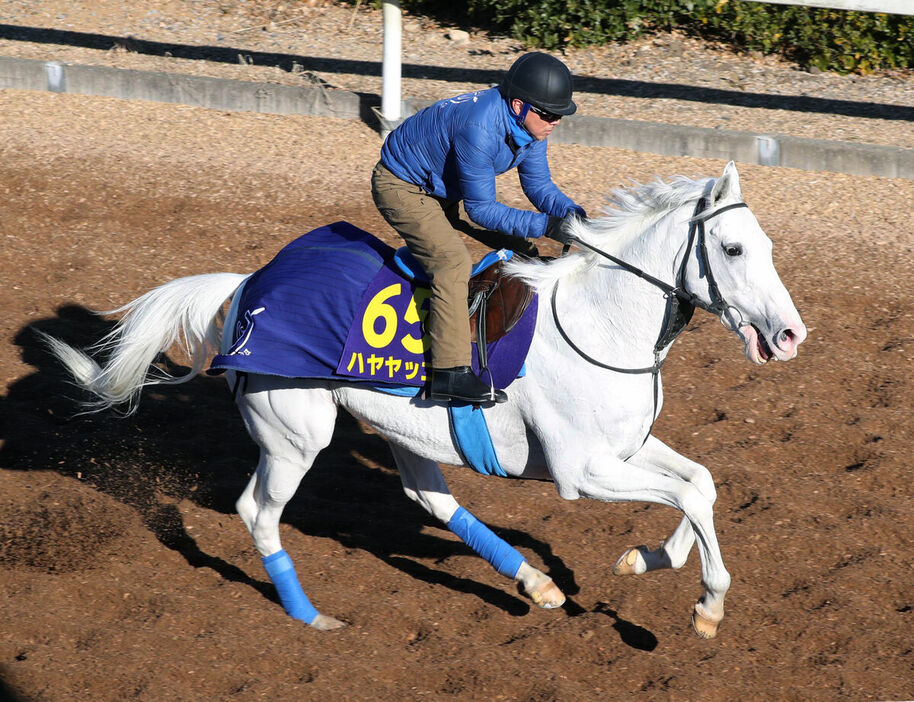 白毛の８歳馬ハヤヤッコ