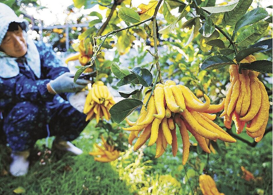 指のように分かれた形が特徴の仏手柑（１１日、和歌山県田辺市上秋津で）